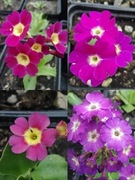 Pierwiosnek Primula hirsuta hybr TFM