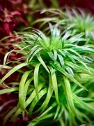 Tonina Syngonanthus Giant, sadzonka ok 5 cm, hodowla podwodna