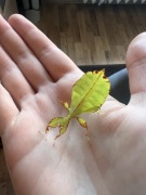 Liścieć jesienny Phyllium philippinicum