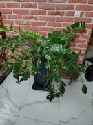 Roślina z doniczką - zamiokulkas zamiolistny