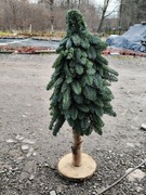 Choinka z jodły nobilis na pniu 
