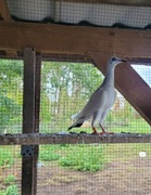 PDL Srebrniak Polski  adeno chudnięcie  kręciek 