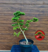 Jodła koreańska formowana na wzór bonsai 72 cm