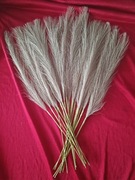 Trawa pampasowa ciemny beż wysokość 55cm 21 szt