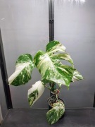 Monstera Variegata