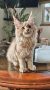 Maine coon koty rasowe