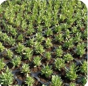 Lawenda sadzonki w multiplacie.  Przedsprzedaż 2026 r.