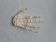 Lewa dłoń kostek szkielet ciało człowieka National Geographic