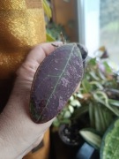 Hoya rintzi borneo EPC 950 splash - rzadkość 