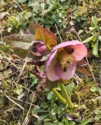 ciemiernik gruziński helleborus abchasicus 10 nasion