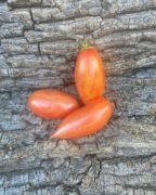 PINK TIGER Pomidor Kolekcjonerski 