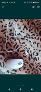 Mysz optyczna Logitech