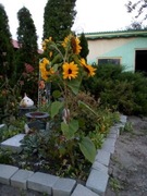 Cięty kwiat słonecznika oraz nasiona.