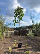 Morwa biała 'Pendula' szczepiona 180 - 200 cm, parasol, owoce