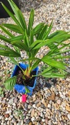 Trachycarpus Bułgaria i Trachycarpus BułgariaxWagnerianus zestaw 2szt