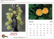 Kalendarz 2025 Grzyby Spiralny A3 13 kart