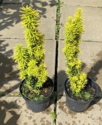 Cis złoty 'David' - odbiór osobisty