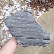 Skamieniałość duży odcisk Sigillaria Syringodendron