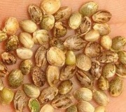 Nasiona konopii Finiola 