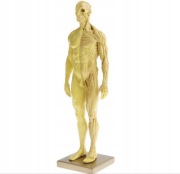 Mięska model anatomii mięśni
