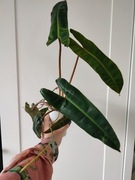 Philodendron Billietiae 