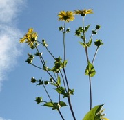 Rożnik przerośnięty miododajny 20 dużych nasion