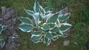 Hosta funkia zielono - biała