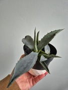 Agawa roślina doniczkowa