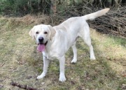 Reproduktor Labrador zkwp/FCI Krycie