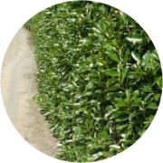 Laurowiśnia wschodnia 'Etna'