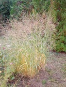 Proso rózgowate sadzonka