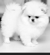 Szpic miniaturowy. Pomeranian 