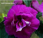 Achimenesy kłącze BRID's Charlotte Tereza 