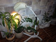 Lampa lecznicza bioptron Pro  Zepter