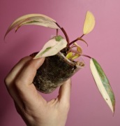 Philodendron Strawberry Shake