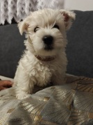 West Highland White Terrier