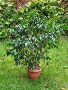 Fikus Benjamina 130 cm