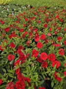 Million Bells - Unique Red 