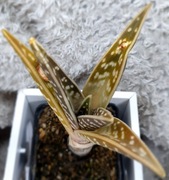 Gonialoe Sladeniana, aloes variegata, GRATIS! 76