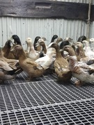 Jaja lęgowe kacze kahi cambell i welsh harlequin