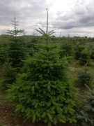 Jodła kaukaska świerk  producent 200zł szt. 200cm