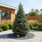 jodła Frasera – elegancka ozdoba ogrodu 250cm 