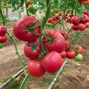 Pomidor Antelaisi F1 - Nasiona Holenderskie