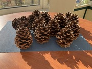 Szyszki sosnowe, 15 szt, duże