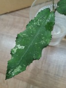 Hoja Hoya Undulata Black