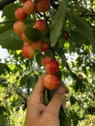 Czereśnie stare odmiany Poznańska, Burlat, Bladoró