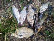 Czerwone  robaki Premium Bio humus