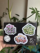 naklejka z kwiatami hoi | HOYA KWIATY