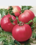 Pomidor karłowaty sadzonka