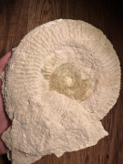 Duży Amonit Perisphinctes z Jury Krakowsko Częstochowskiej